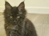 3 chatons Maine Coon LOOF nés en février 2026 à vendre