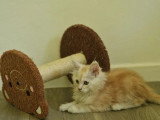 3 chatons Maine Coon LOOF nés en février 2026 à vendre