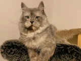 Chat Maine Coon black smoke mâle LOOF de 2024 à vendre