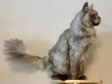 Chat Maine Coon black smoke mâle LOOF de 2024 à vendre