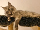 Chat Maine Coon black smoke mâle LOOF de 2024 à vendre