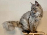 Chat Maine Coon black smoke mâle LOOF de 2024 à vendre