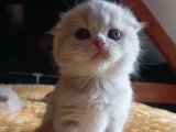 5 chatons Scottish Straight non LOOF nés en avril 2026 à réserver