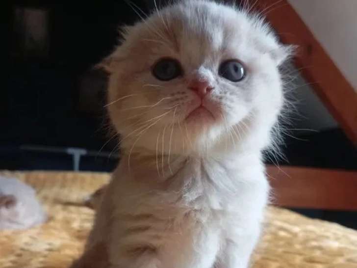 5 chatons Scottish Straight non LOOF nés en avril 2026 à réserver