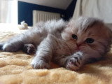 5 chatons Scottish Straight non LOOF nés en avril 2026 à réserver