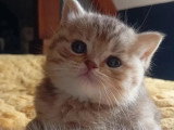 5 chatons Scottish Straight non LOOF nés en avril 2026 à réserver