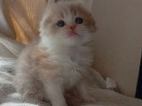 5 chatons Scottish Straight non LOOF nés en avril 2026 à réserver