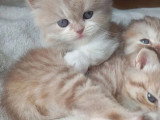 5 chatons Scottish Straight non LOOF nés en avril 2026 à réserver