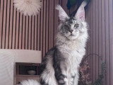 Saillie Maine Coon mâle black silver blotched tabby LOOF né février 2025