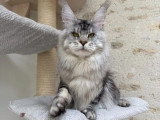 Saillie Maine Coon mâle black silver blotched tabby LOOF né février 2025