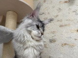 Saillie Maine Coon mâle black silver blotched tabby LOOF né février 2025