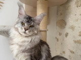Saillie Maine Coon mâle black silver blotched tabby LOOF né février 2025