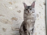 Saillie Maine Coon mâle black silver blotched tabby LOOF né février 2025