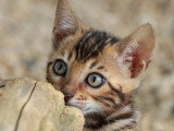 Portée de 7 chatons Bengal LOOF nés en février 2026 à vendre