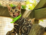 Portée de 7 chatons Bengal LOOF nés en février 2026 à vendre