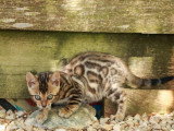 Portée de 7 chatons Bengal LOOF nés en février 2026 à vendre