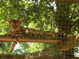 Portée de 7 chatons Bengal LOOF nés en février 2026 à vendre
