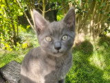 Chatons de type British Shorthair à vendre (1 femelle & 1 mâle)