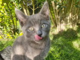 Chatons de type British Shorthair à vendre (1 femelle & 1 mâle)