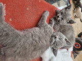 Chatons de type British Shorthair à vendre (1 femelle & 1 mâle)