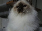 Chat Sacré de Birmanie chocolat point LOOF de mars 2025 à vendre