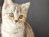 Chaton femelle British Shorthair LOOF chocolat silver tabby à vendre