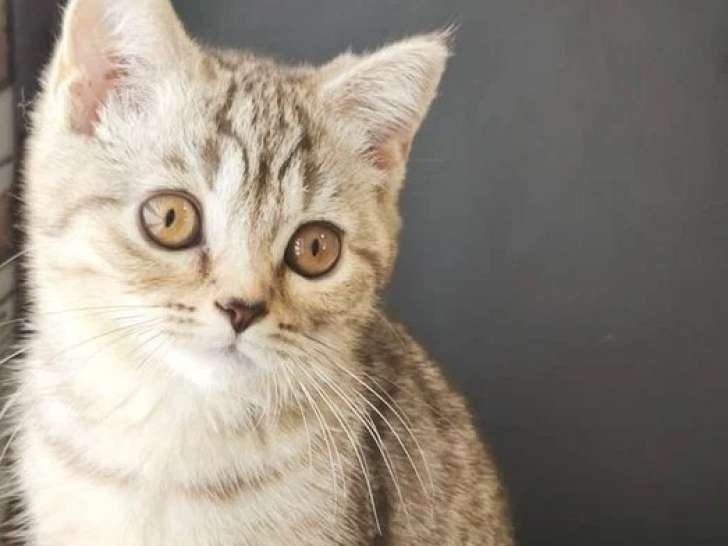 Chaton femelle British Shorthair LOOF chocolat silver tabby à vendre