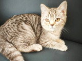 Chaton femelle British Shorthair LOOF chocolat silver tabby à vendre