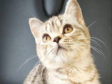 Chaton femelle British Shorthair LOOF chocolat silver tabby à vendre