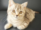 Chaton femelle British Shorthair LOOF chocolat silver tabby à vendre