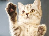 Chaton femelle British Shorthair LOOF chocolat silver tabby à vendre