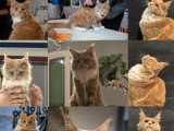 Saillie Maine Coon mâle crème et blanc LOOF