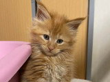 Chatons Maine Coon LOOF polydactyles et non polydactyles à vendre