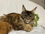 Chatons Maine Coon LOOF polydactyles et non polydactyles à vendre