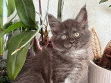 Chatonne Maine Coon LOOF à vendre