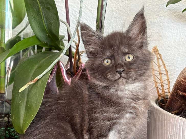 Chatonne Maine Coon LOOF à vendre