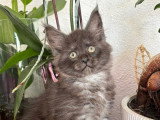 Chatonne Maine Coon LOOF à vendre