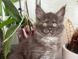 Chatonne Maine Coon LOOF à vendre