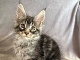 Chaton Maine Coon LOOF à vendre