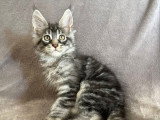 Chaton Maine Coon LOOF à vendre