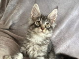 Chaton Maine Coon LOOF à vendre