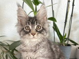 Chaton Maine Coon LOOF à vendre