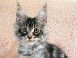 Chaton Maine Coon LOOF à vendre