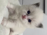 Chatons Ragdoll LOOF à vendre