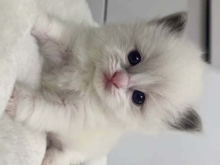 Chatons Ragdoll LOOF à vendre