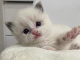 Chatons Ragdoll LOOF à vendre