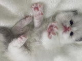 Chatons Ragdoll LOOF à vendre