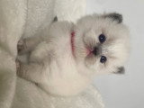 Chatons Ragdoll LOOF à vendre