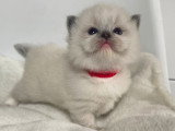 Chatons Ragdoll LOOF à vendre
