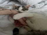 Chatons à vendre